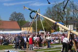 Aufstellen des Maibaums auf dem Laimer Anger