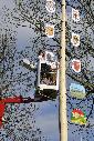 Maifeier und Maibaum-Aufstellung